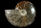 Polished, Agatized Ammonite (Cleoniceras) - Madagascar #149168-1